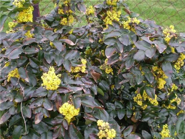mahonija